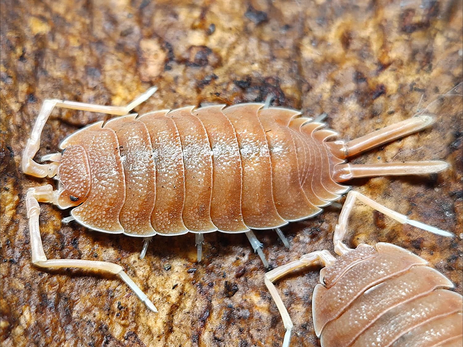 P. magnificus