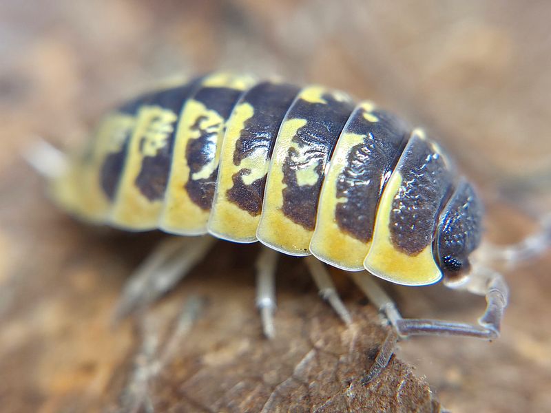 P. ornatus &quot;Yellow&quot;