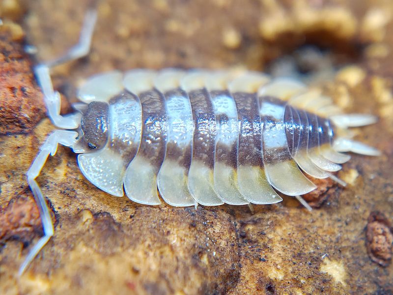 P. expansus &quot;Orange&quot;