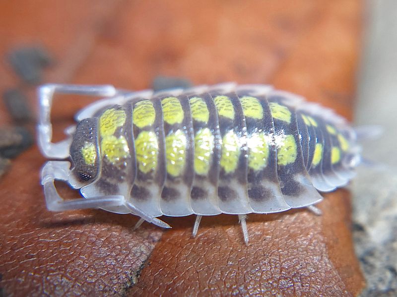 P. haasi &quot;Yellow&quot;