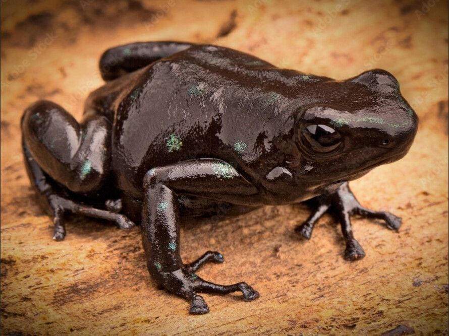 Dendrobates auratus &quot;Black&quot;