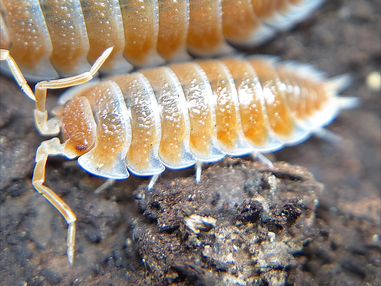 P. hoffmannseggi "Orange Sunrise"