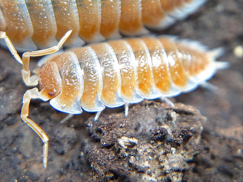 P. hoffmannseggi &quot;Orange Sunrise&quot;