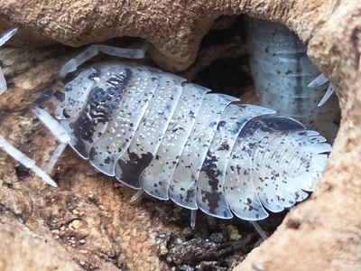 Common Porcellio 