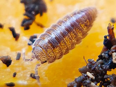 Dwarves &amp; Springs