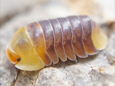 Cubaris &amp; Nesodillo