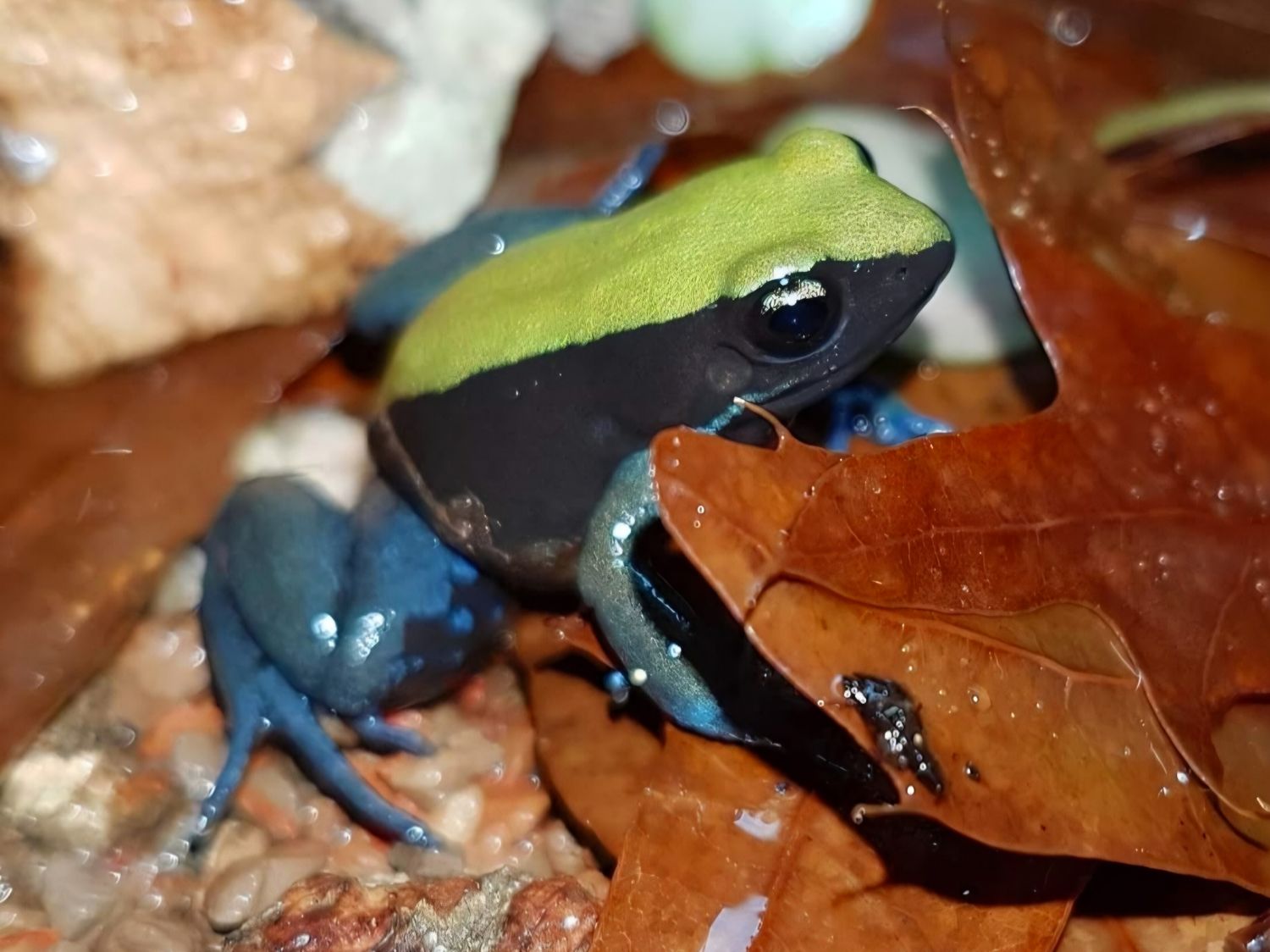Mantella expectata