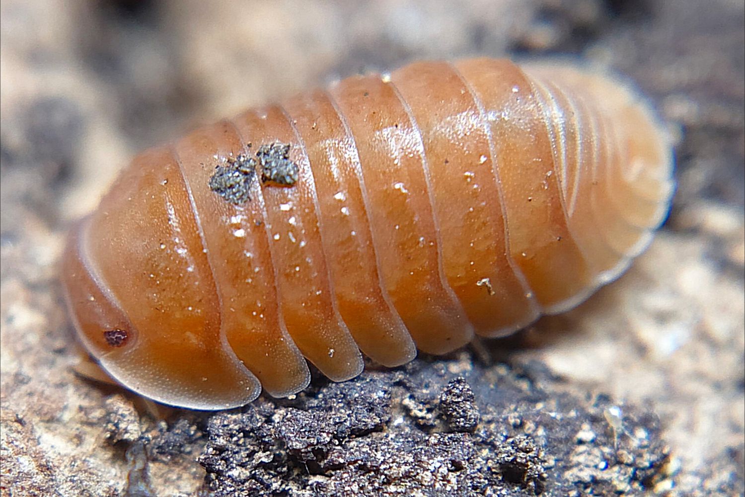 C. murina "Tangerine"