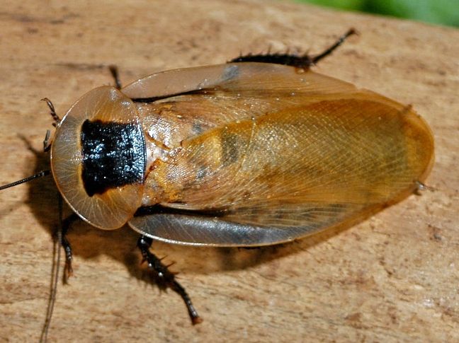 Blaberus discoidalis