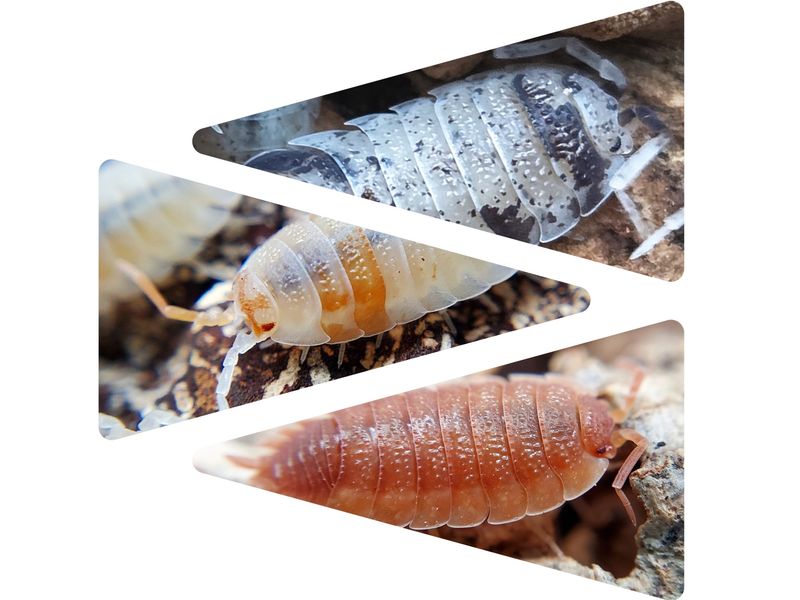 P. scaber &quot;Lottery Mix&quot;