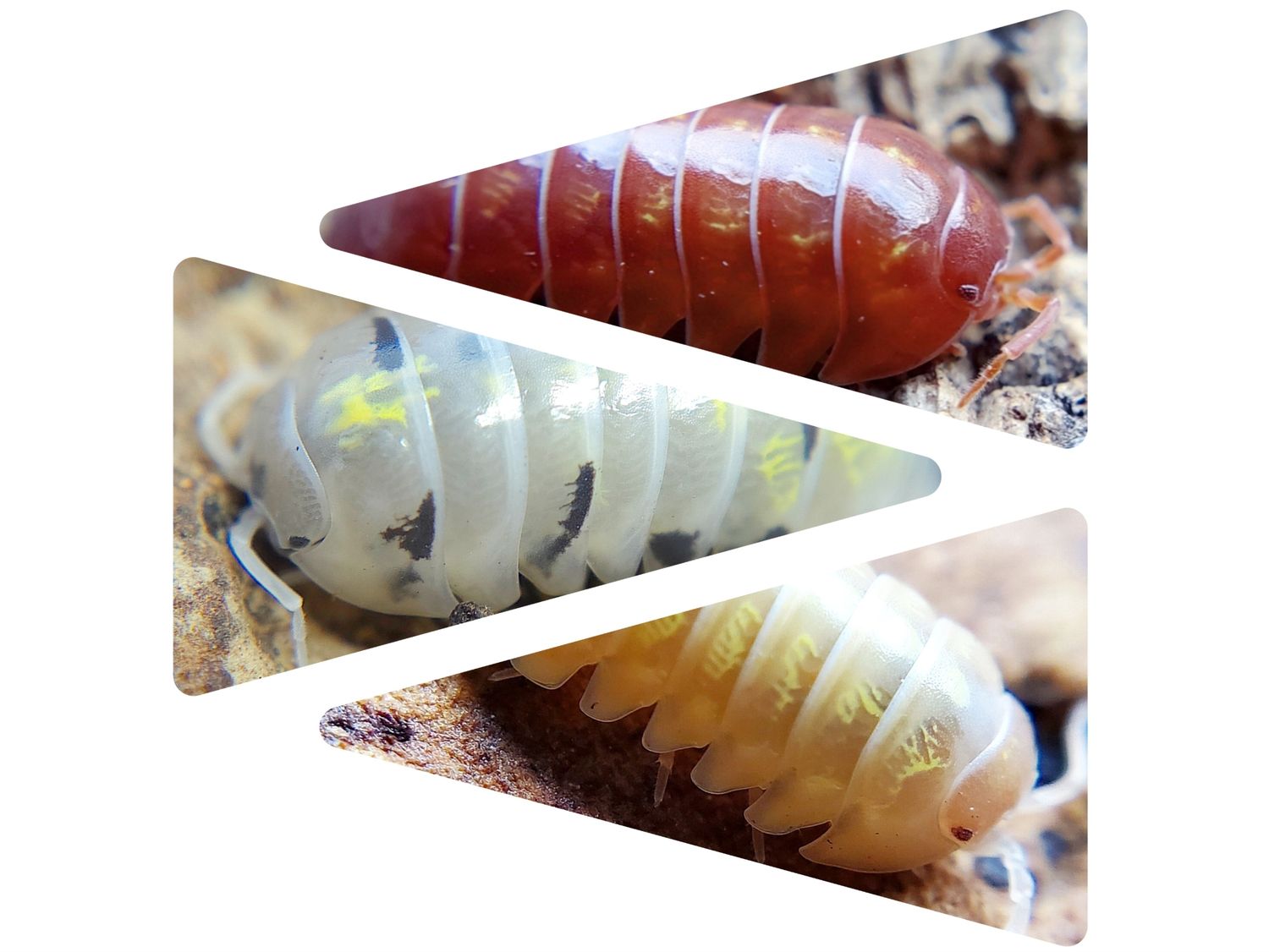 A. vulgare &quot;Lottery Mix&quot;