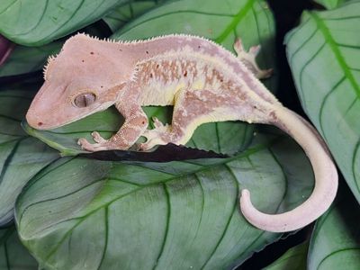 Crested Geckos