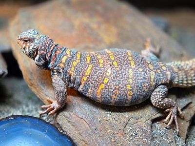 Uromastyx