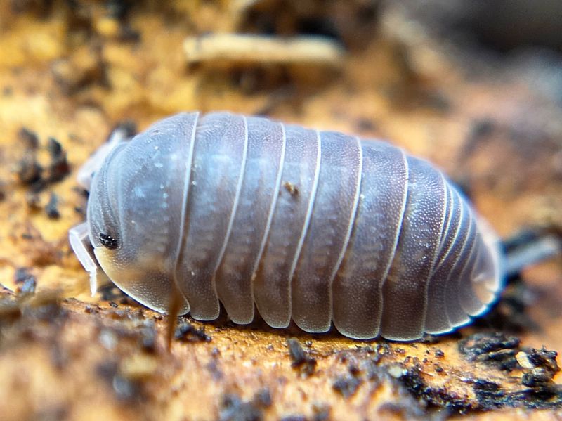 C. murina "Little Sea"