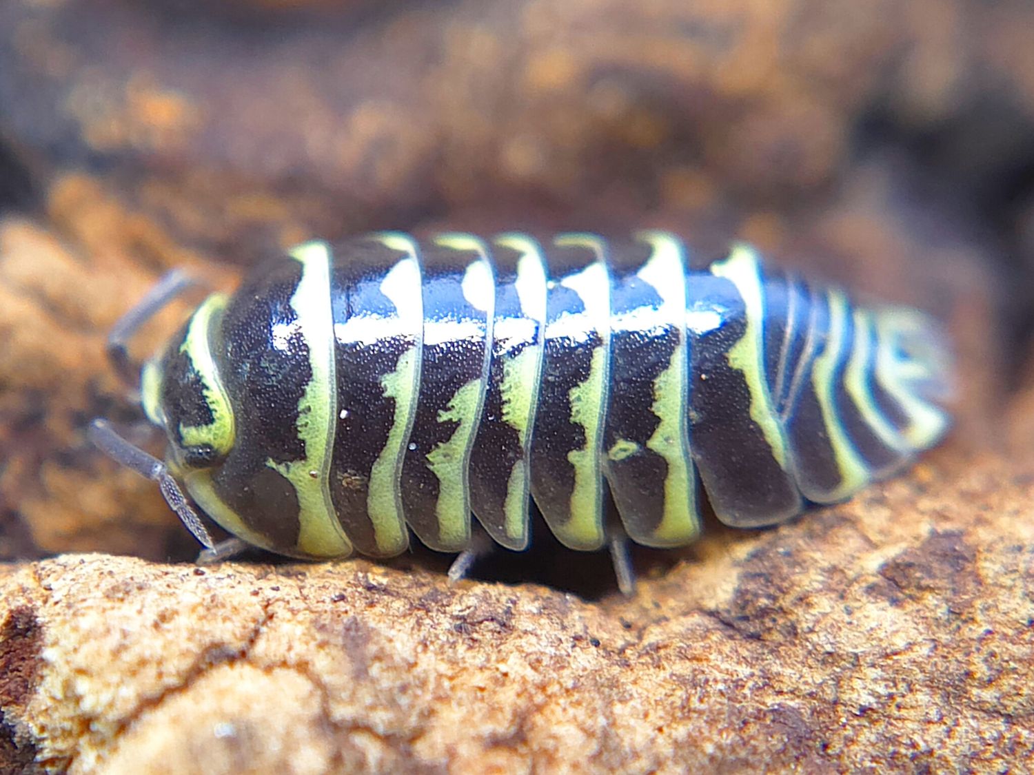 A. maculatum "Zebra - Yellow"