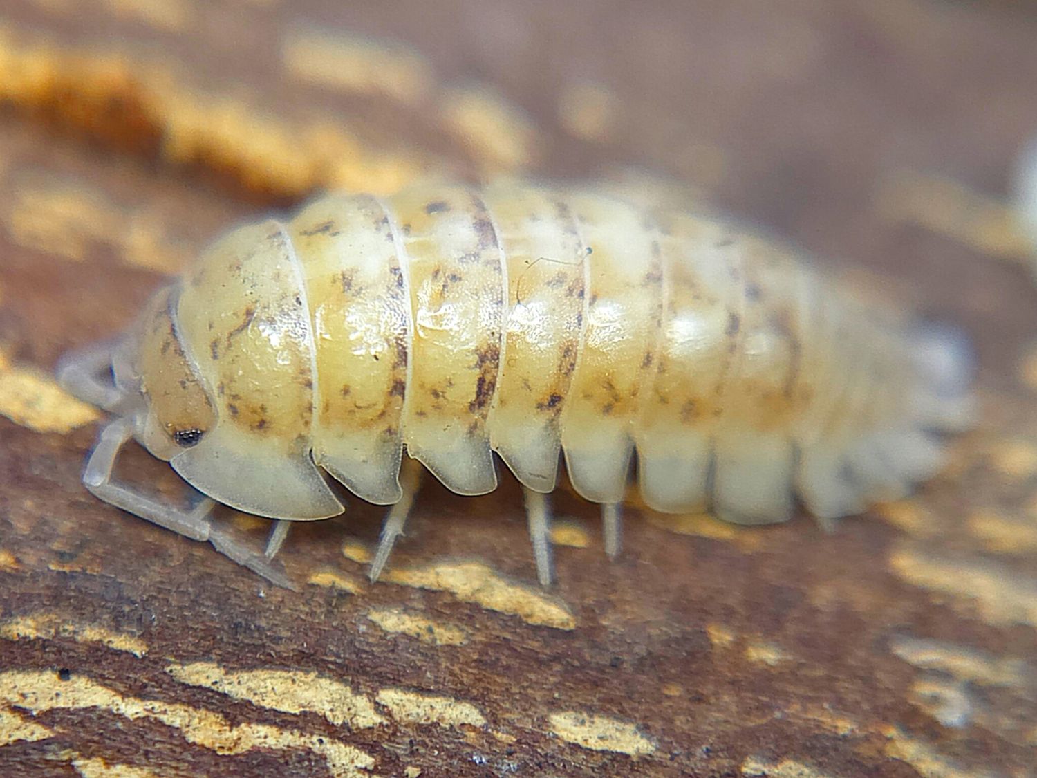 A. nasatum "Gold Flake"