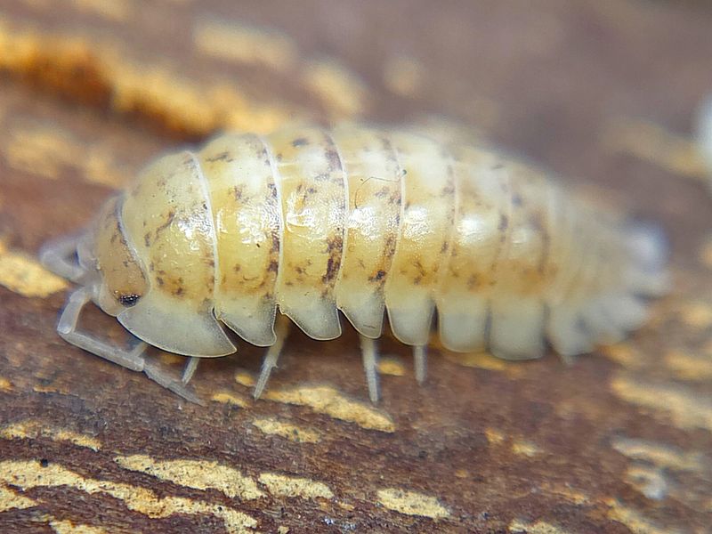 A. nasatum "Gold Flake"