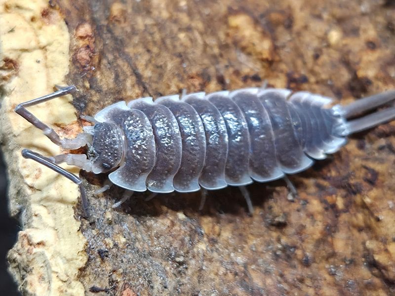 P. hoffmannseggi "Titan"