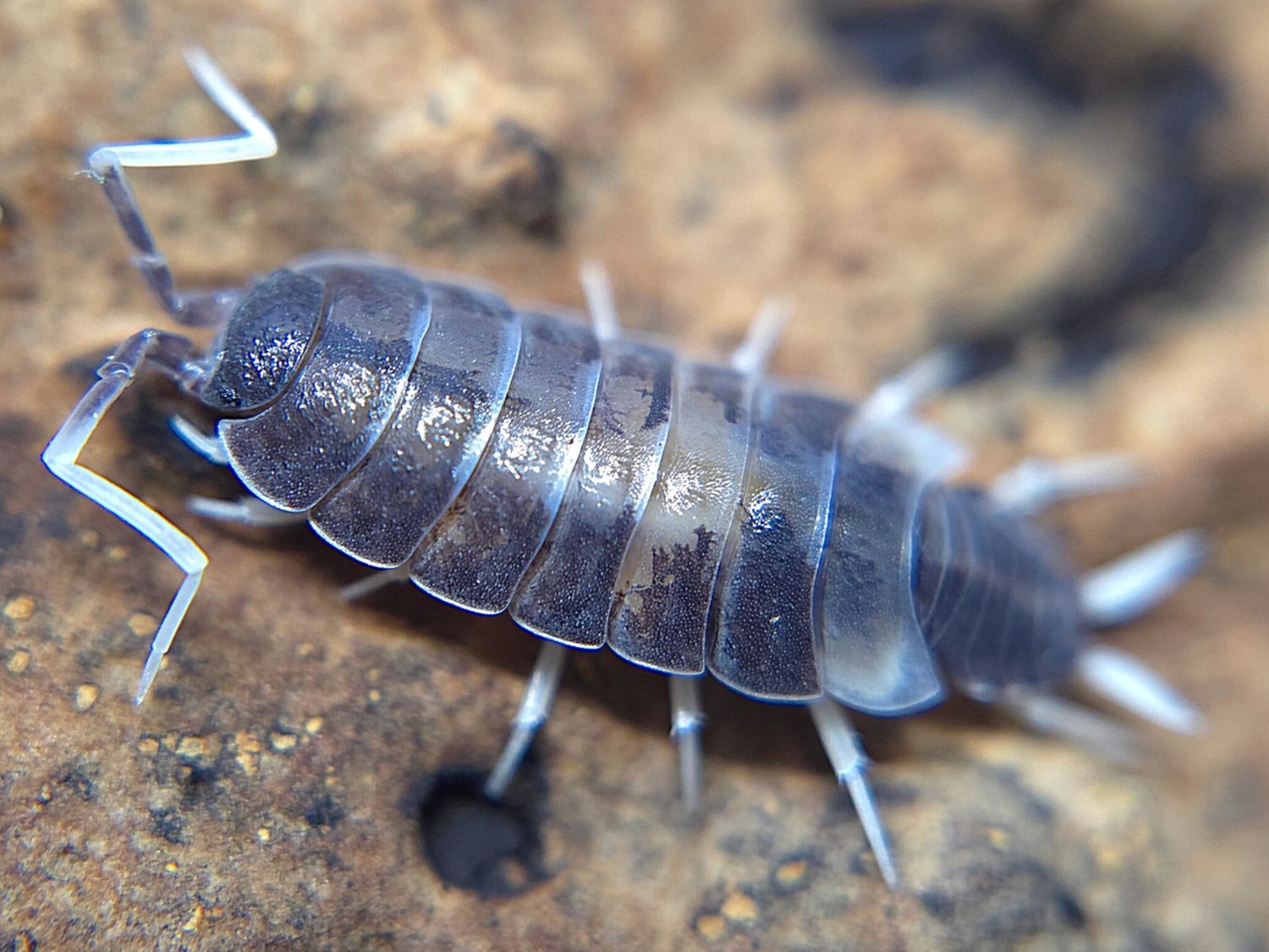 P. pruinosus "Oreo Crumble"
