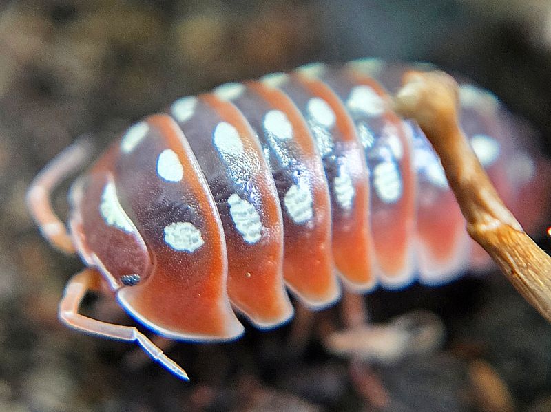 A. klugii "Dubrovnik - Red"