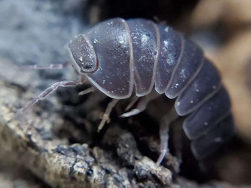A. officinalis "Greece"