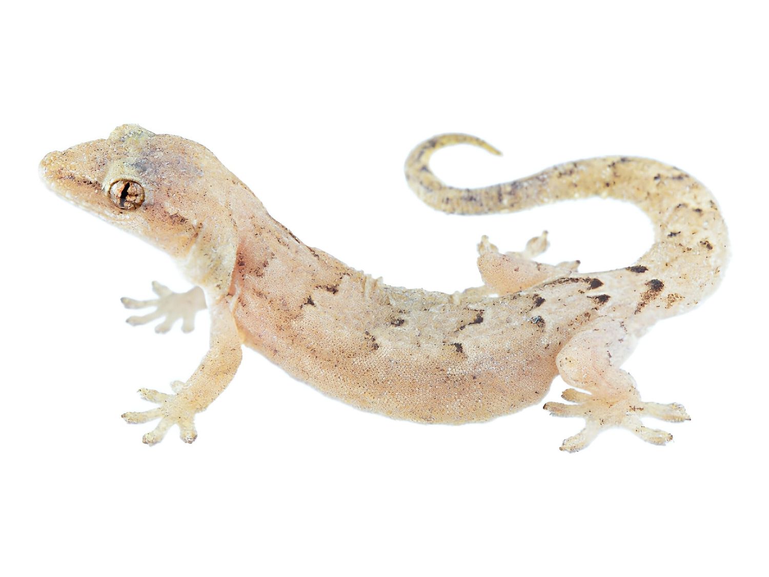 Lepidodactylus lugubris (Type-A)