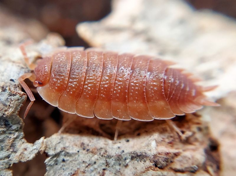 P. scaber "Orange"
