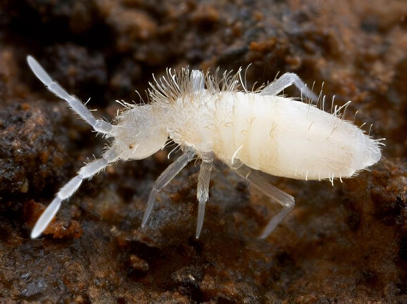 C. sp. "Tropical White Springtail"