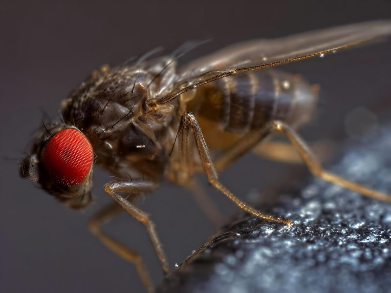 Drosophila hydei