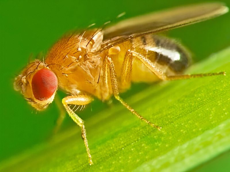 Drosophila melanogaster