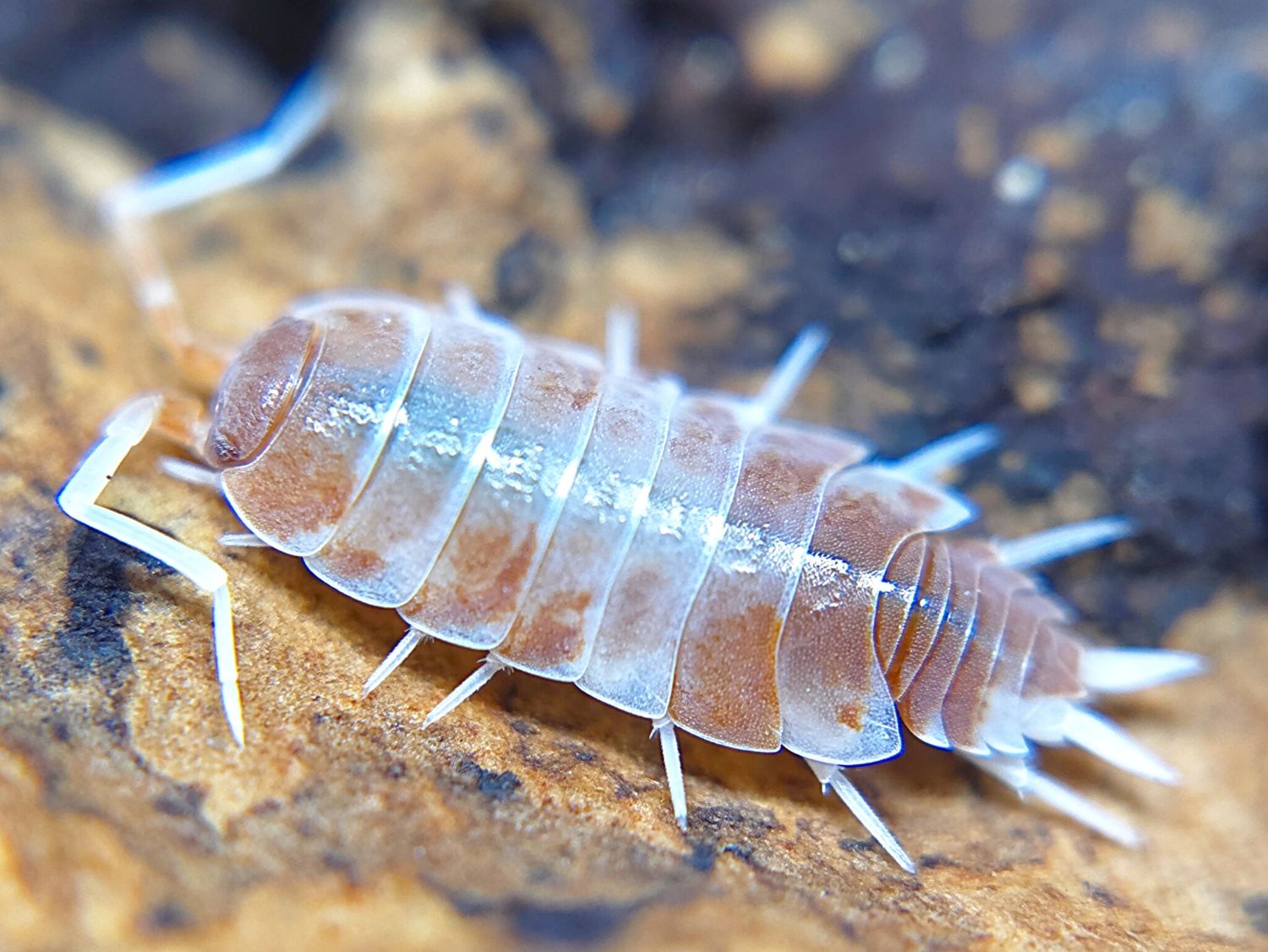 P. pruinosus "Creamsicle"