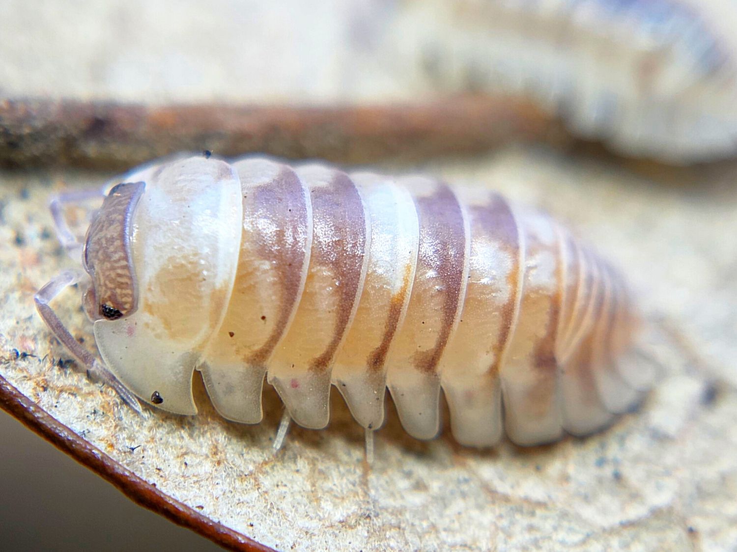 A. espanyoli "Marbleized"