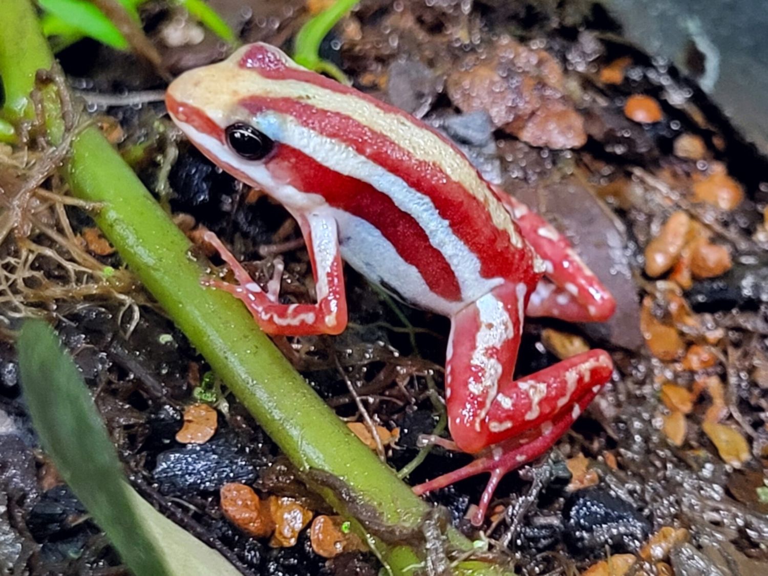 Epipedobates anthonyi "Santa Isabel"