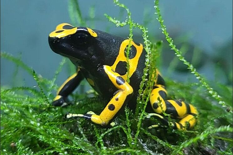 Dendrobates leucomelas "Standard"