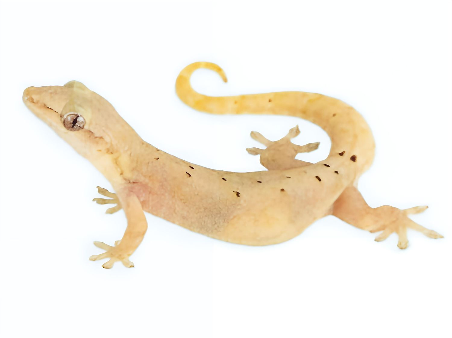 Lepidodactylus lugubris "Hawaii" (Type-D)