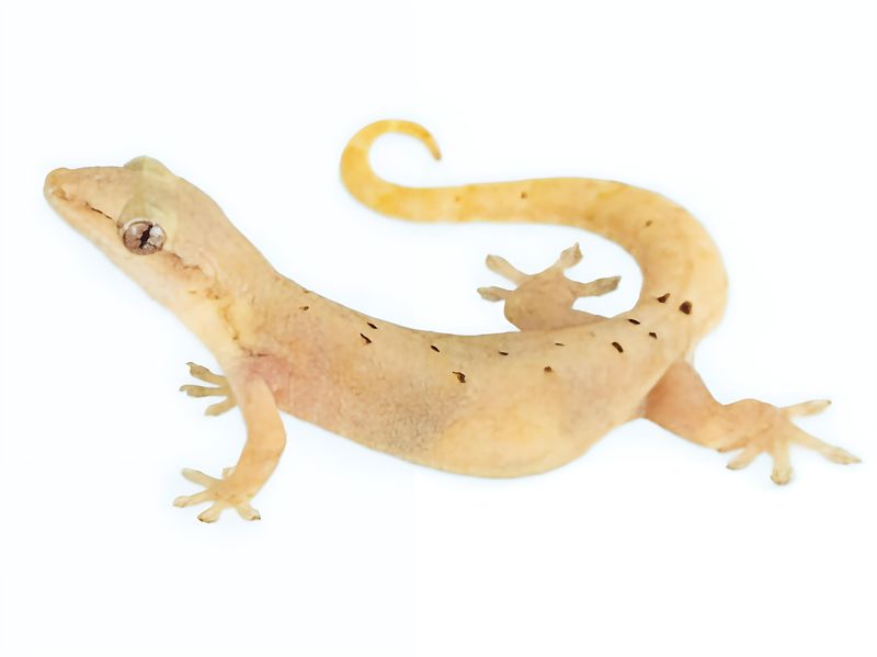 Lepidodactylus lugubris "Hawaii" (Type-D)