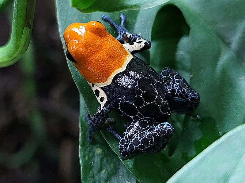 Ranitomeya fantastica "True Nominal" 