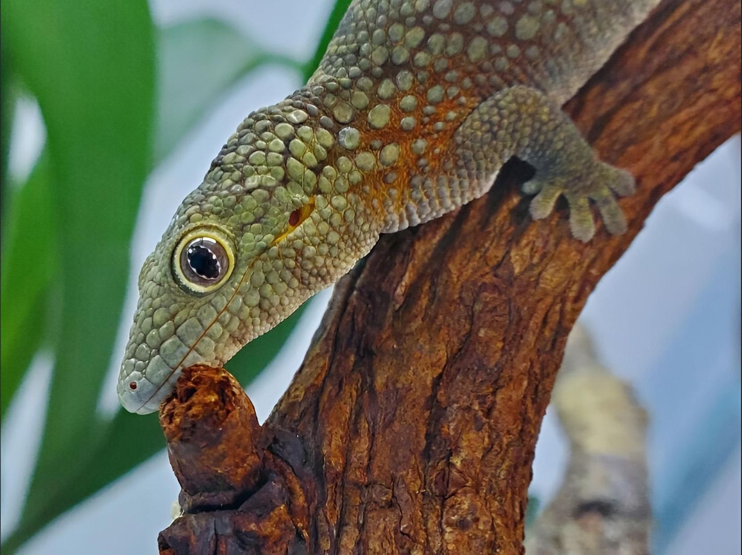 Eurydactylodes agricolae