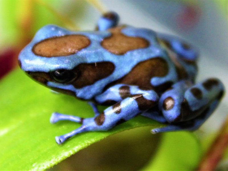 Dendrobates auratus "Blue/Bronze"