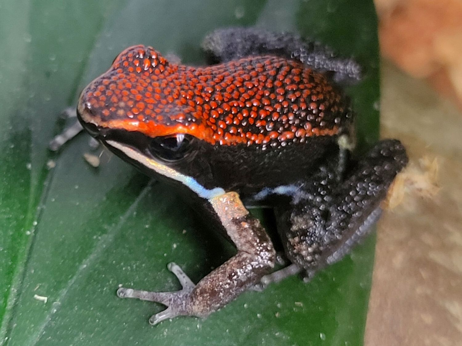 Allobates zaparo