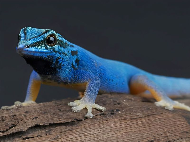 Lygodactylus williamsi