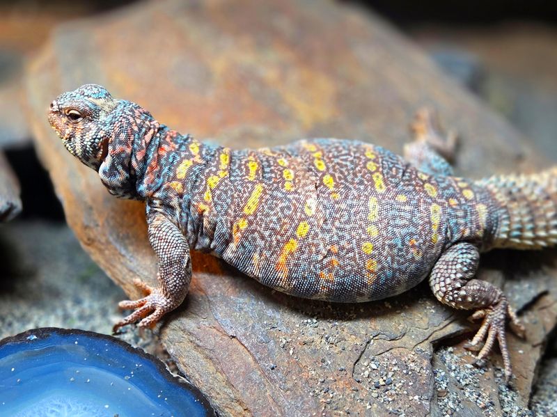 Uromastyx ornata