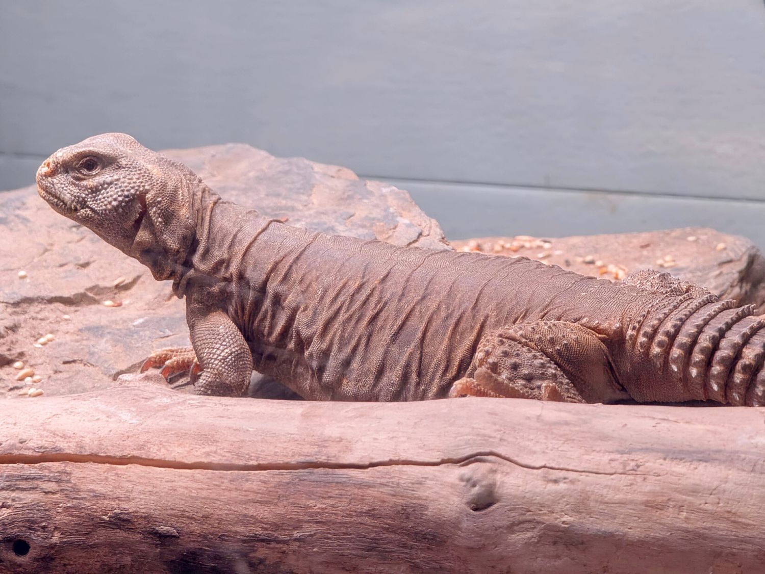Uromastyx aegyptia