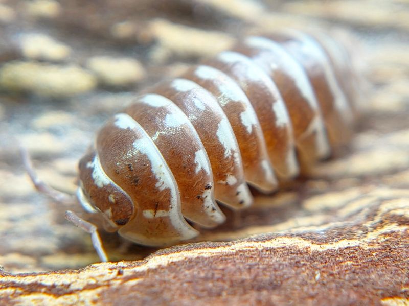 A. maculatum "Zebra - Chocolate"