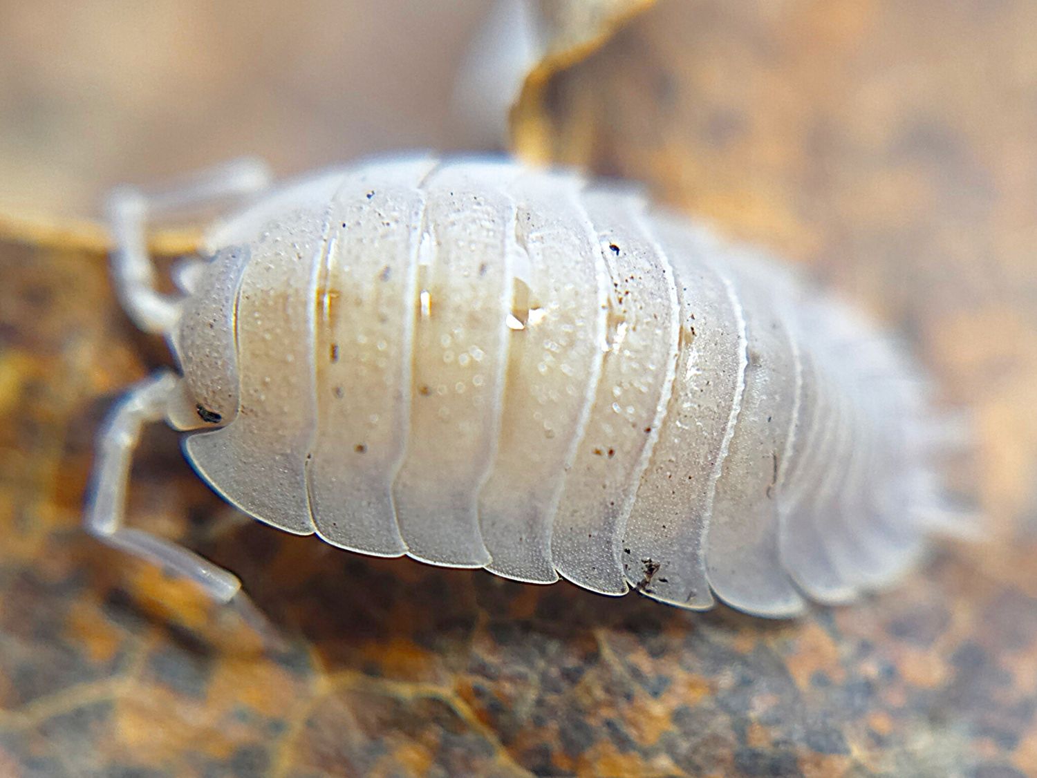 P. baeticensis "Violet"