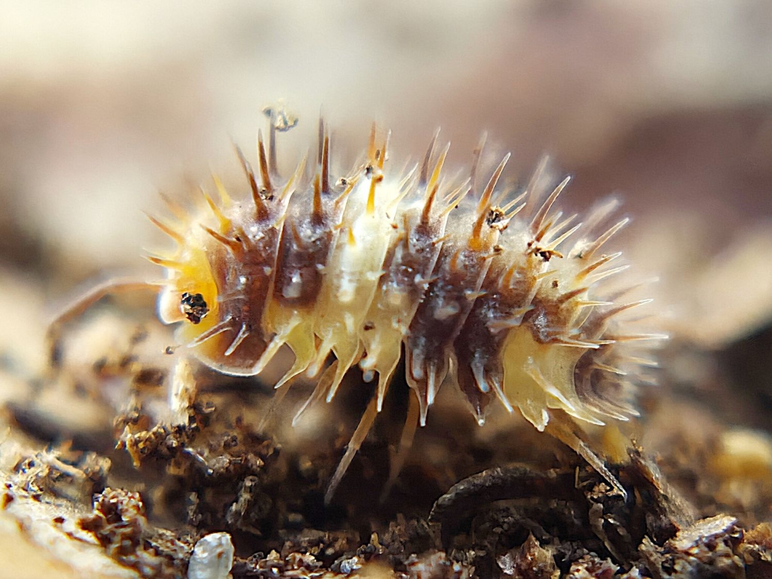 L. Sp. “White Stripe"