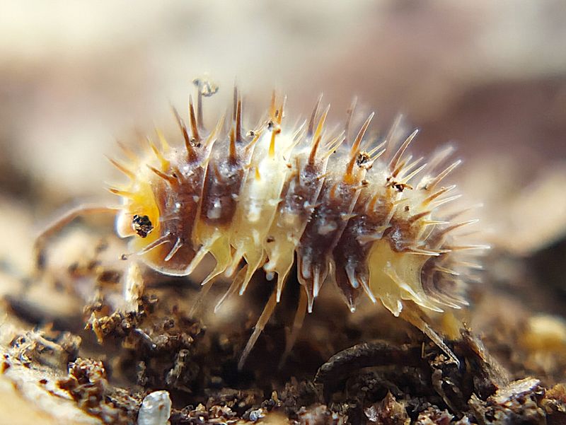 L. Sp. “White Stripe"