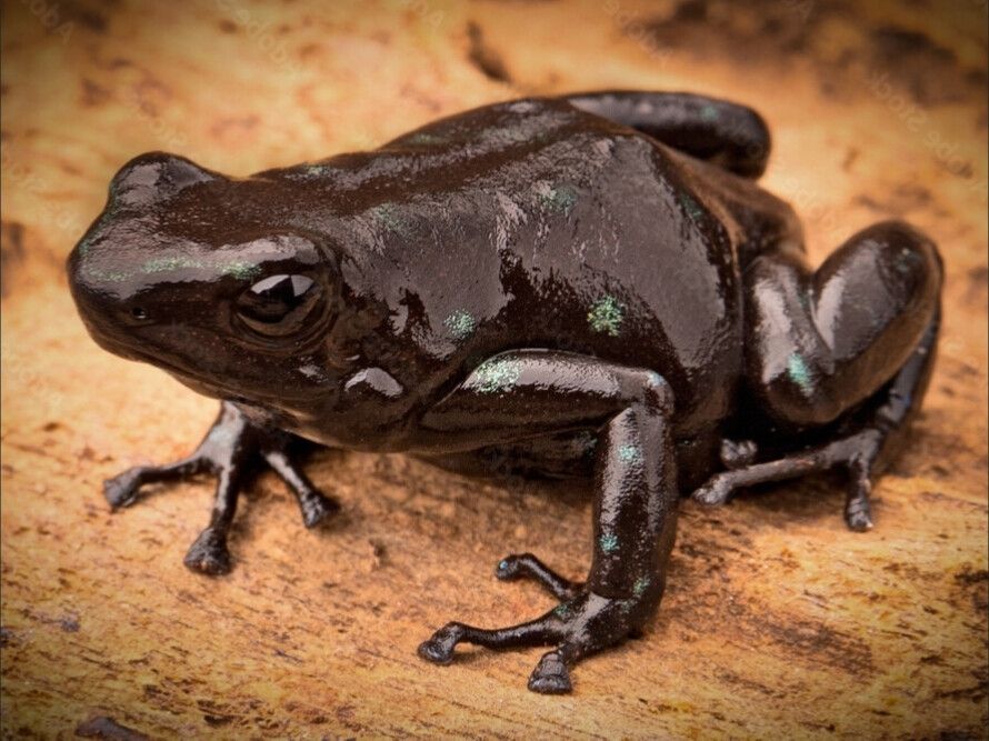 Dendrobates auratus "Black"