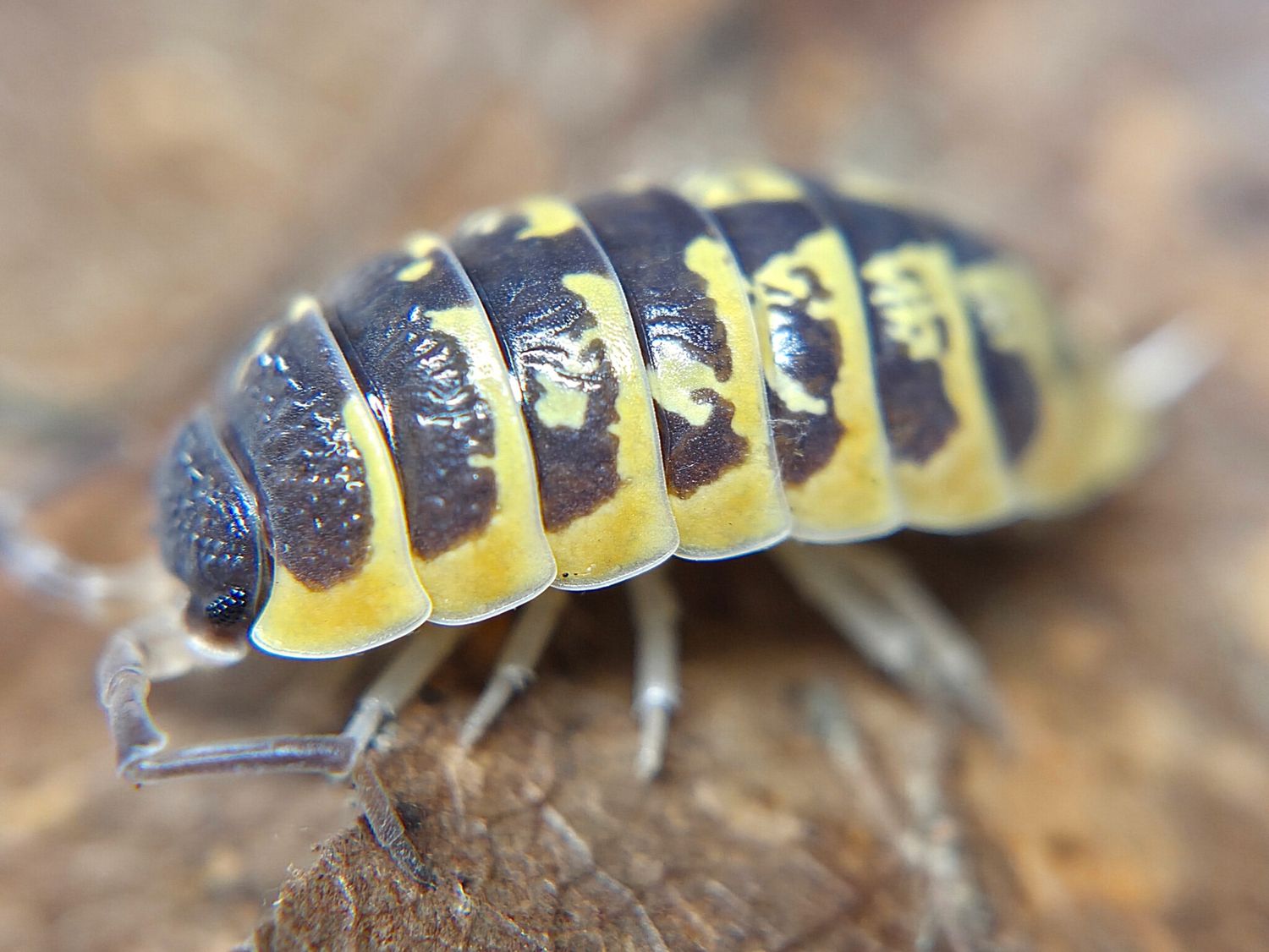 P. ornatus "Yellow"