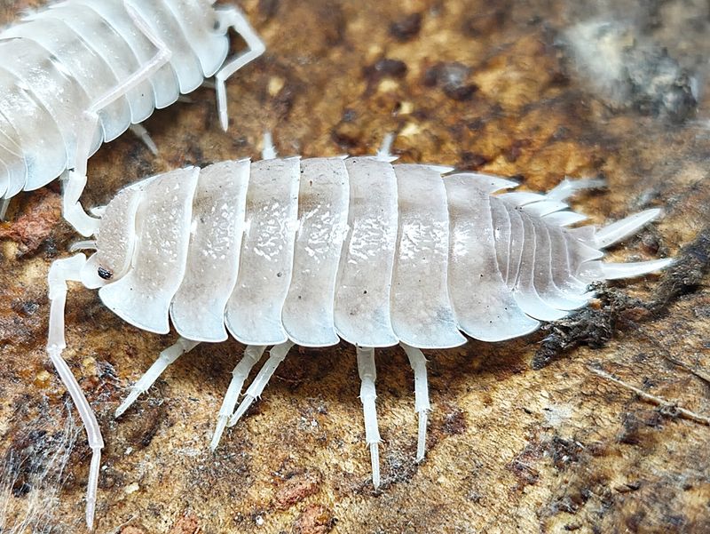 P. hoffmannseggi "Yeti"